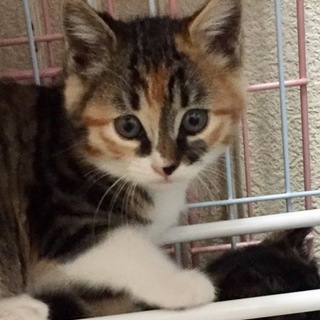 おっとり美人の三毛にゃん