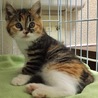 おっとり美人の三毛にゃん サムネイル2