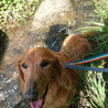 Ｍダックス♂ルイ　預かり日記あり サムネイル2