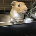 イングリッシュモルモット