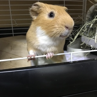 イングリッシュモルモット