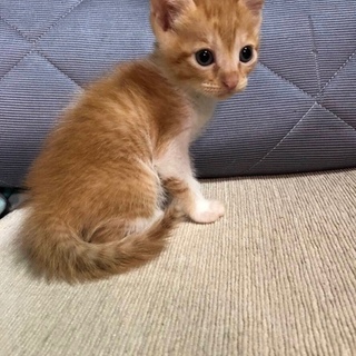 可愛い子猫ちゃんです