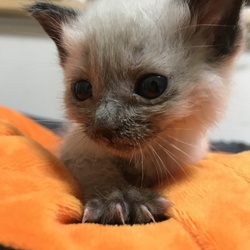 わらび