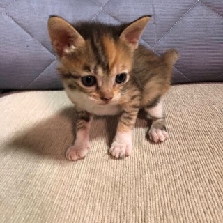 可愛いメスの子猫ちゃんです