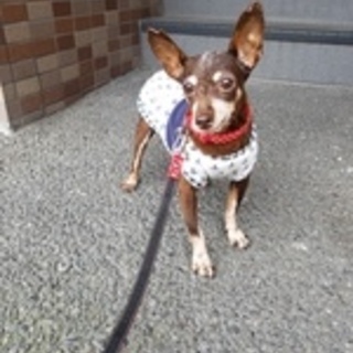 ミニチュアピンシャー♀つくし　預かり日記あり