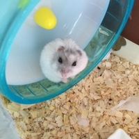 ハム