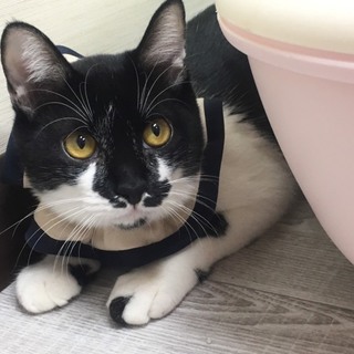 お留守番OK！生命力も運も強い★ポルコ★動画あり