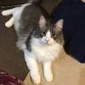 ノルウェージャンフォレストキャット  キジトラ
