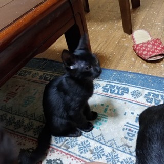 黒猫　生後３ヶ月　男の子２匹女の子１匹