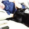 まるで犬！超フレンドリーで人が大好きな黒猫！ サムネイル3