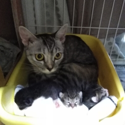 マンチカンちゃんの出産