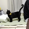まるで犬！超フレンドリーで人が大好きな黒猫！ サムネイル5