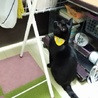 まるで犬！超フレンドリーで人が大好きな黒猫！ サムネイル6