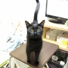 まるで犬！超フレンドリーで人が大好きな黒猫！ サムネイル7