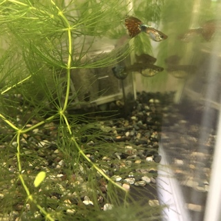 ご応募ありがとうございました。