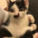 子猫生後3ヶ月前後女の子