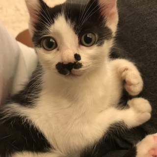 子猫生後3ヶ月前後女の子