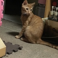 秦ノ介