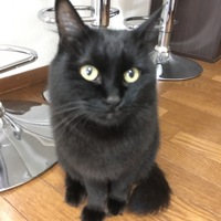 ジジ