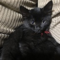 【メス】黒猫 トイレしつけ◎