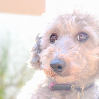 甘えん坊なぴぴるちゃん