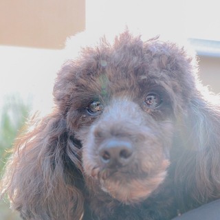 甘えん坊ムダ吠えナシのもなかちゃん