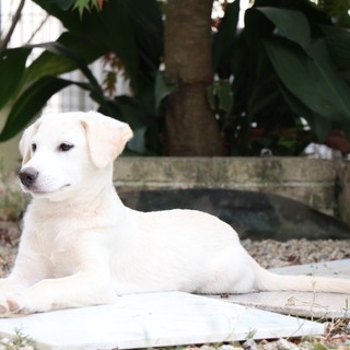 野犬　かわいい仔犬ケビンくん