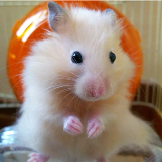 可愛がってくださる方お願いします