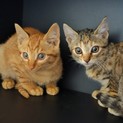 ※交渉中※美形の子猫！キジトラ