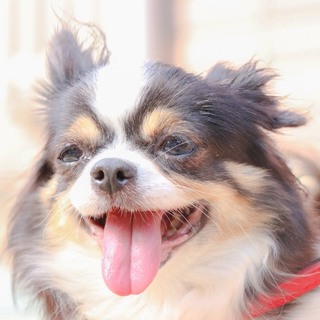 大人な女子チワワ♪ポムちゃん