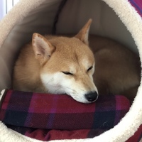 春菊