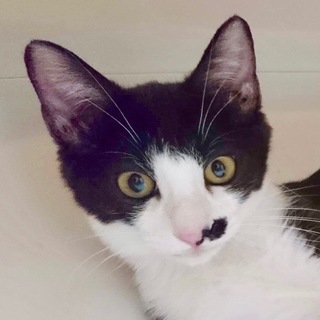 10/28後楽園★糸くん★おちょぼヒゲのひょうきん