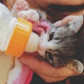 かわいいトラ柄猫ちゃん