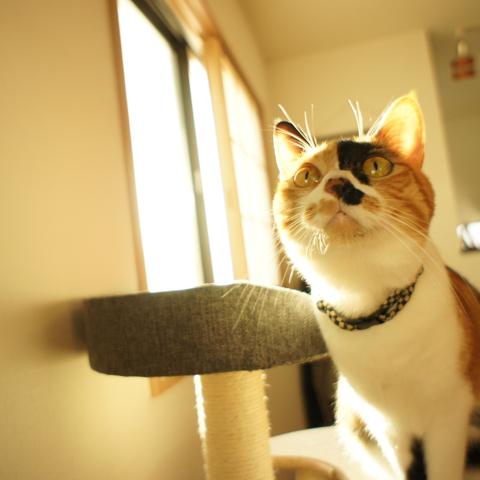 チャコのカバー写真