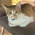  膝のり大好き甘えん坊のちびトラくん♡ 動画あり！
