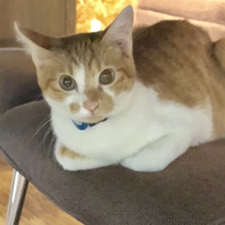  膝のり大好き甘えん坊のちびトラくん♡ 動画あり！