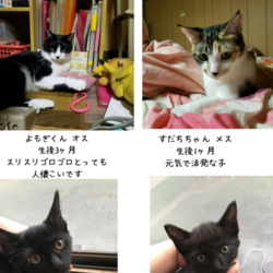 猫さんの譲渡会 in シュシュ岡山店 サムネイル2