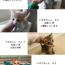 猫さんの譲渡会 in シュシュ岡山店 サムネイル3