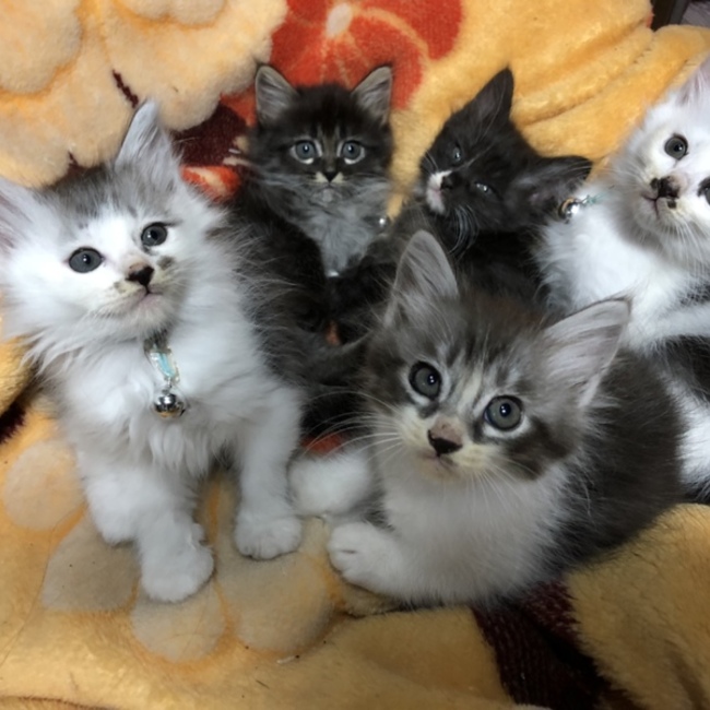 いぴのカバー写真