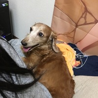 チェリー