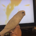 セキセイインコ ハルクイン メス