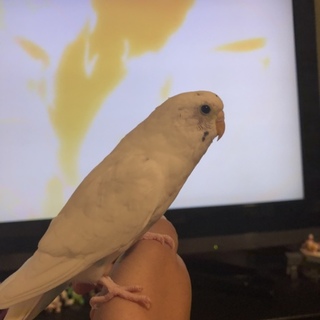 セキセイインコ ハルクイン メス