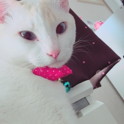 ほたて