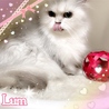 Crystal Cats