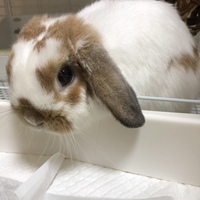うさ吉