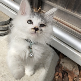 長野県 5匹の子猫が産まれました！第二子