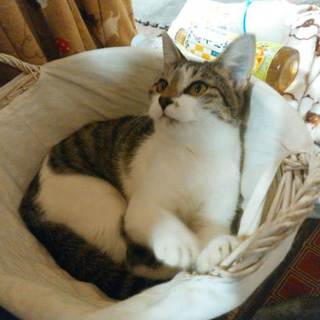 里親決定❤️可愛いサスケくん❤️もらってください♪