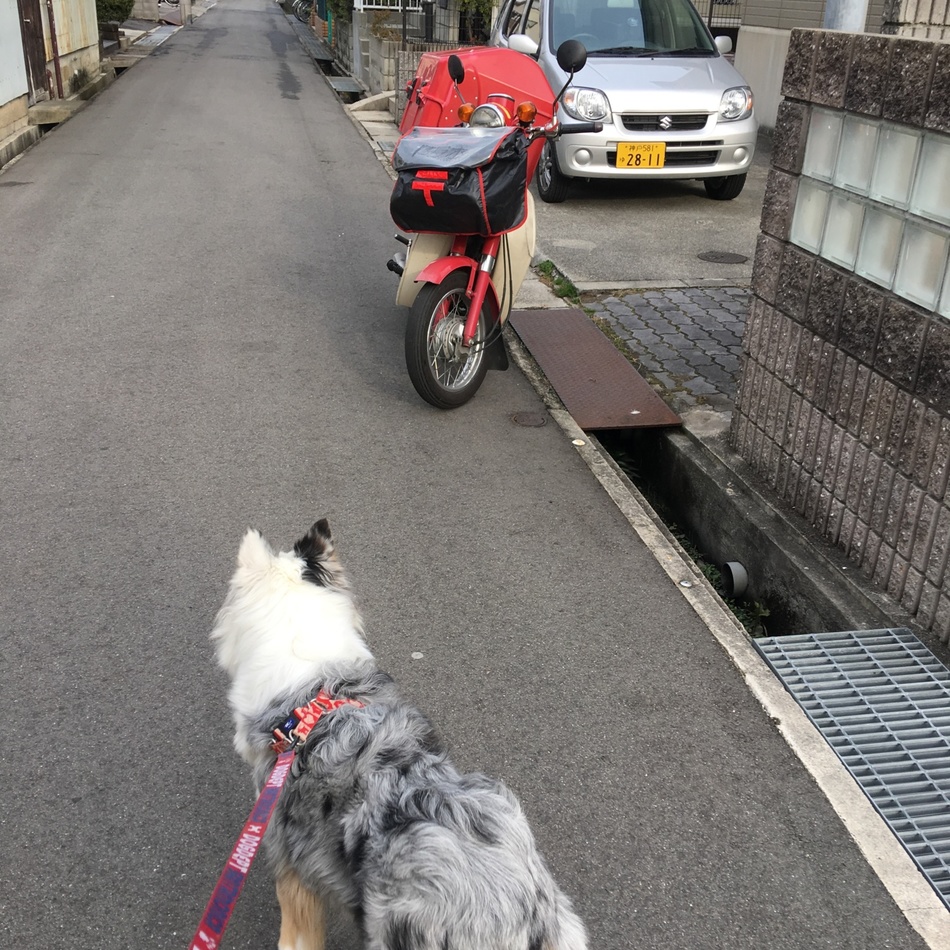 モモのカバー写真