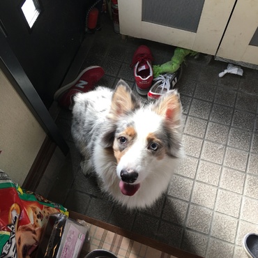 散らかしちゃった。いたずら成功でご満悦