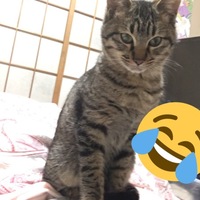 ねこ